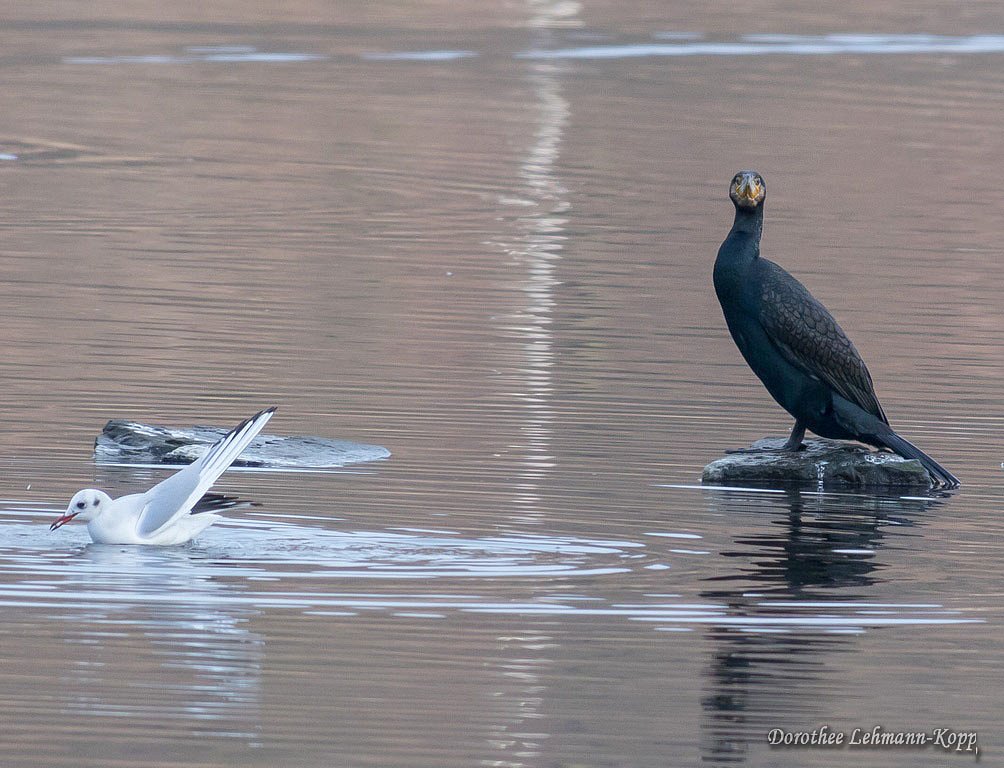 Kormoran und Moewe
