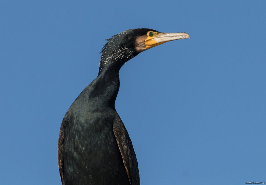 Kormoran