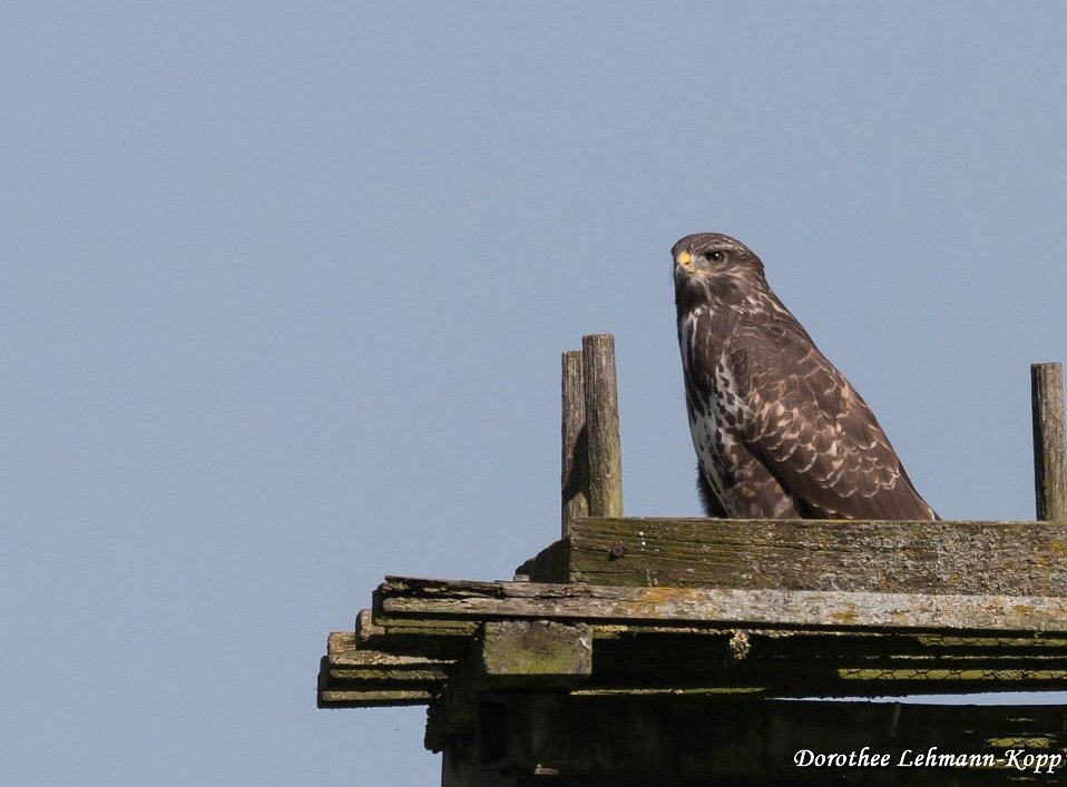 Bussard