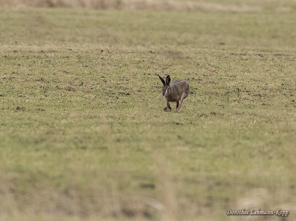 Hase