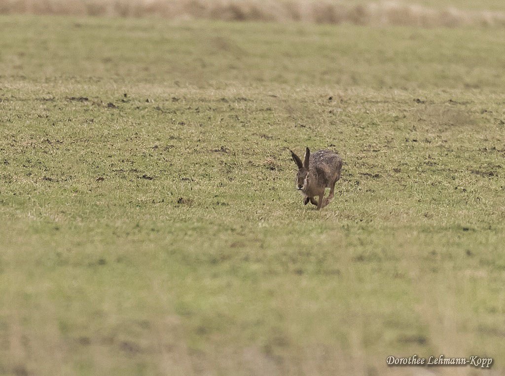 Hase