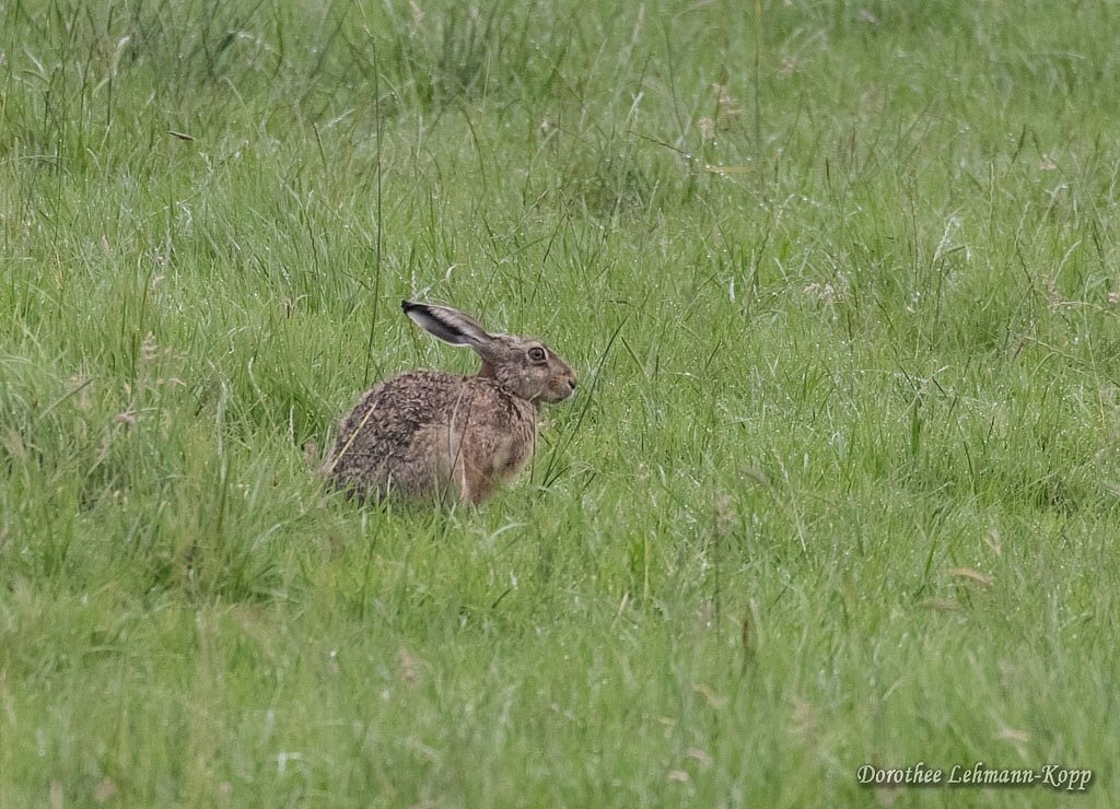 Hase, Jade