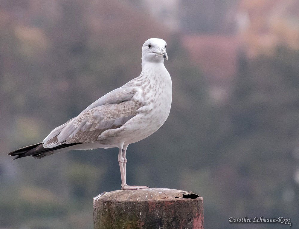Steppenmoewe