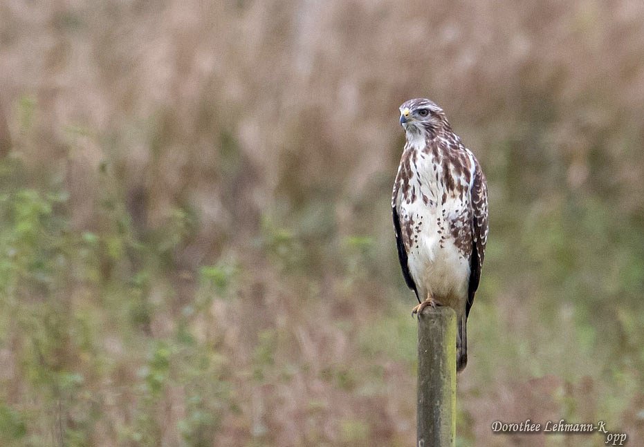 Bussard juvenil