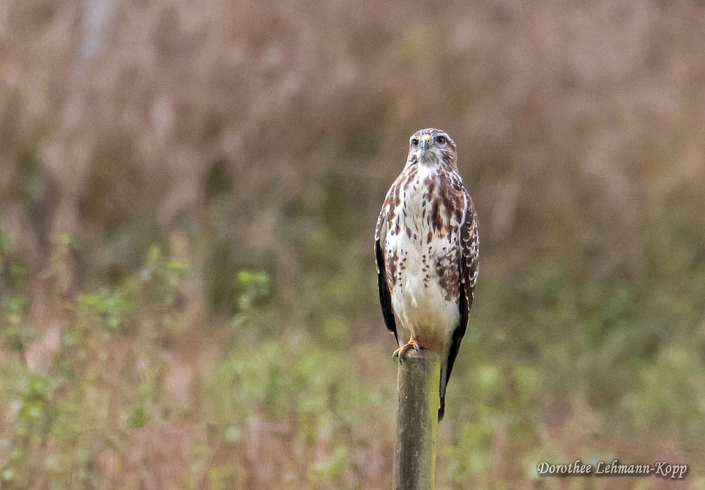 Bussard juvenil
