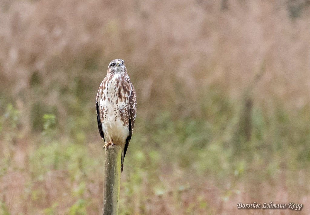 Bussard juvenil