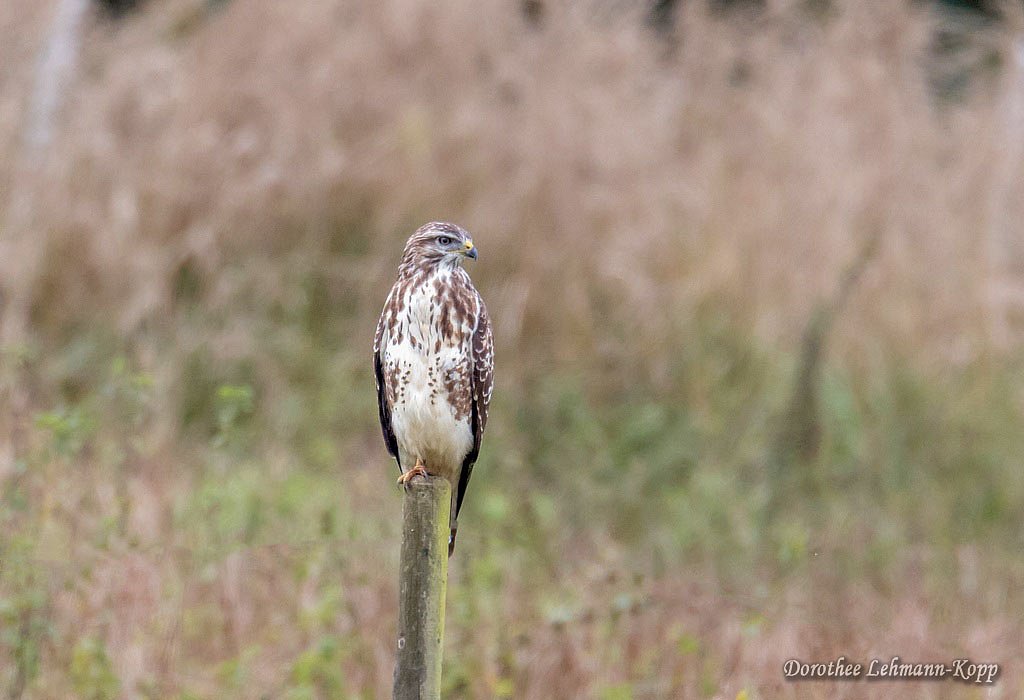 Bussard juvenil