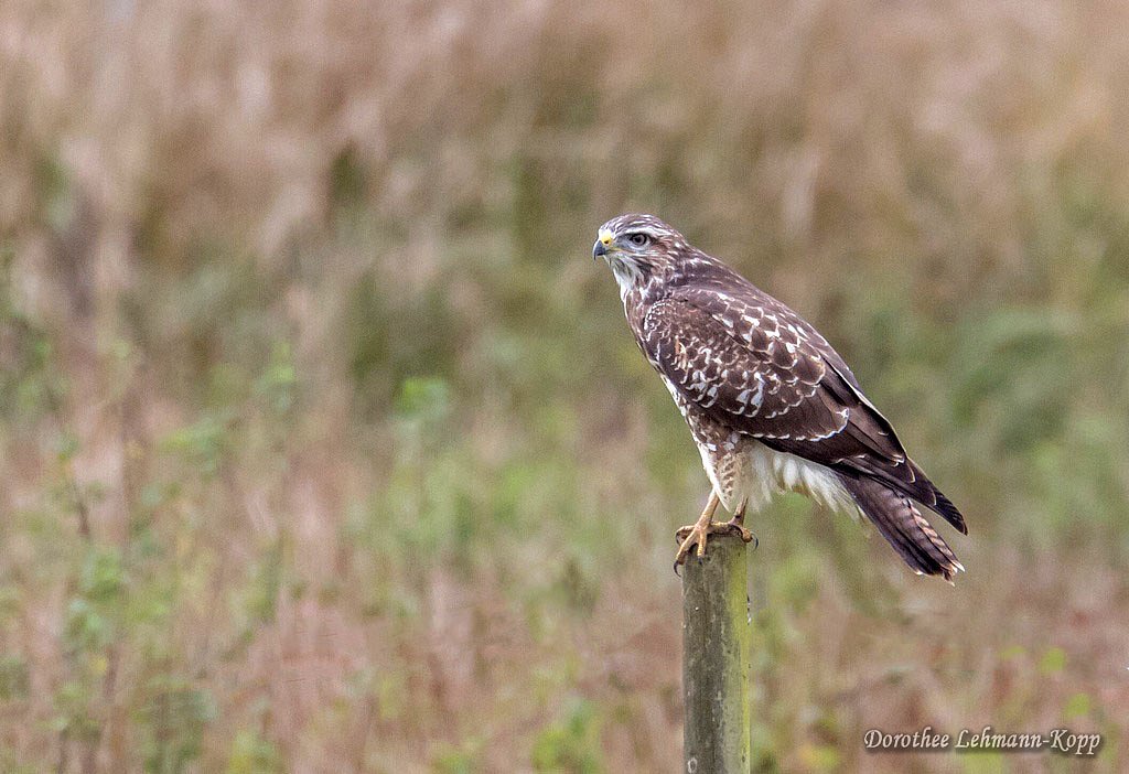 Bussard juvenil