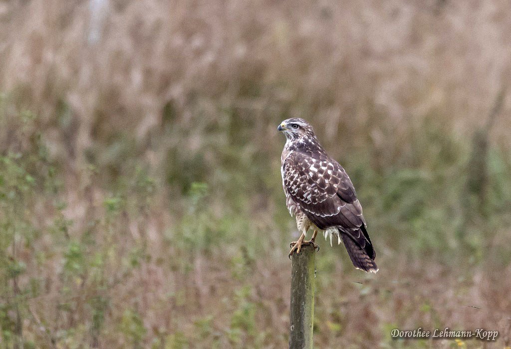 Bussard juvenil
