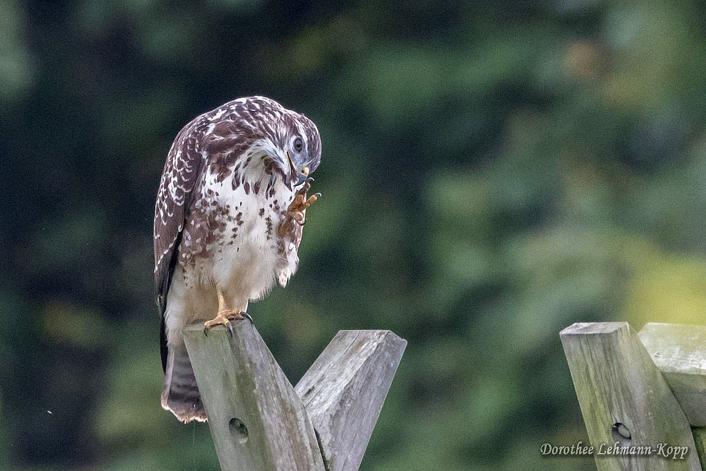 Bussard juvenil