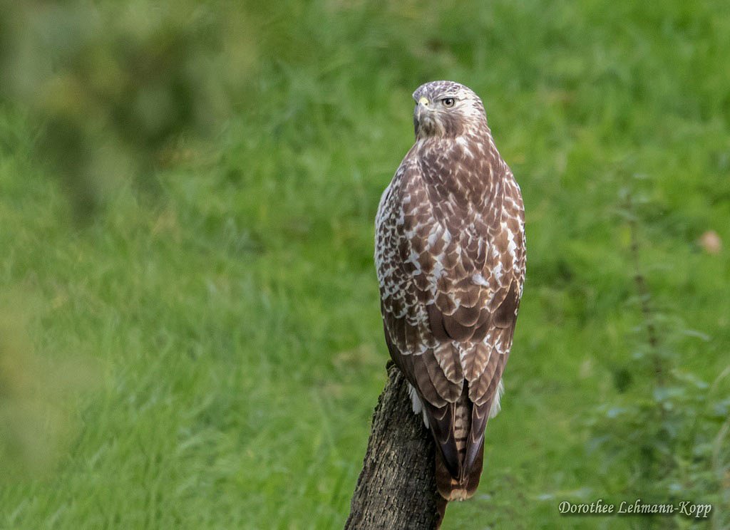 Bussard juvenil