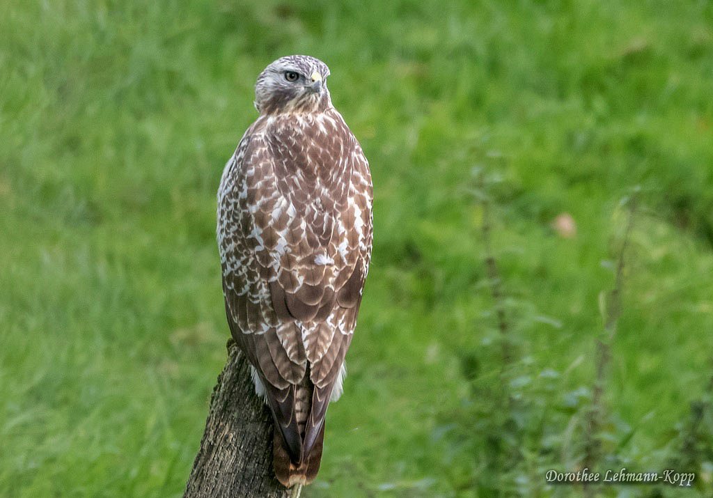 Bussard juvenil