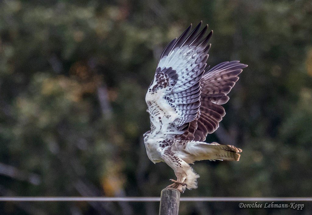 Bussard juvenil