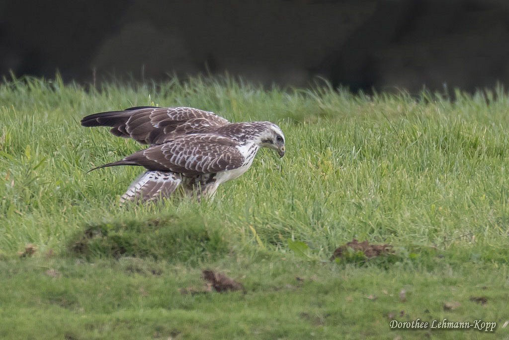 Bussard juvenil