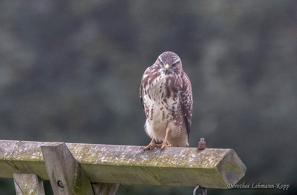 Bussard juvenil