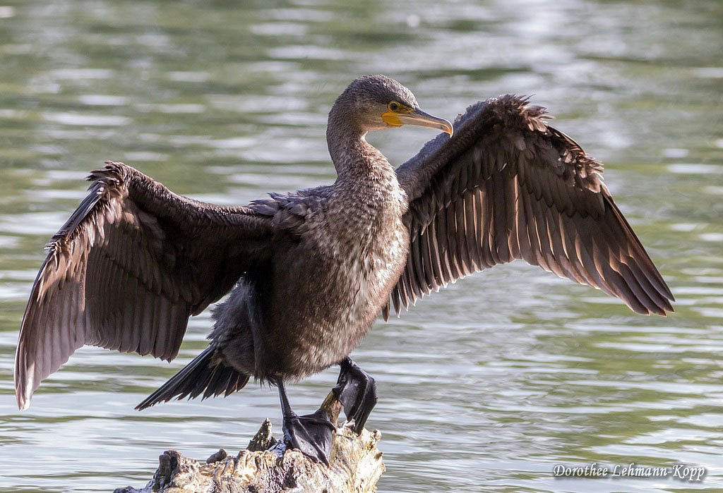 Kormoran