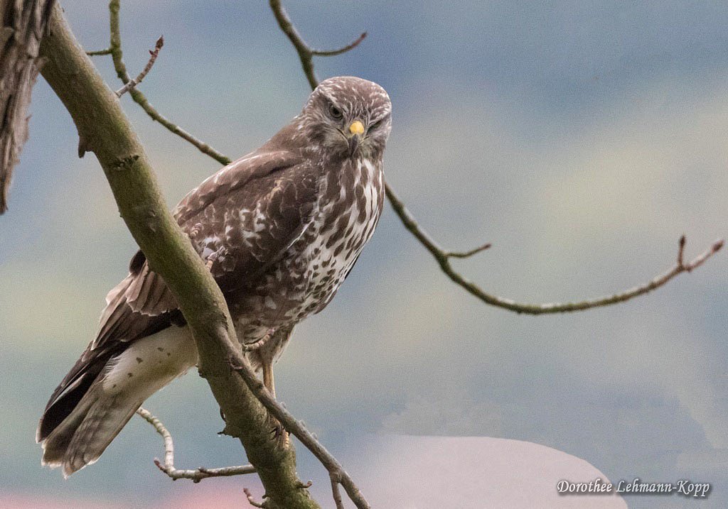 Bussard