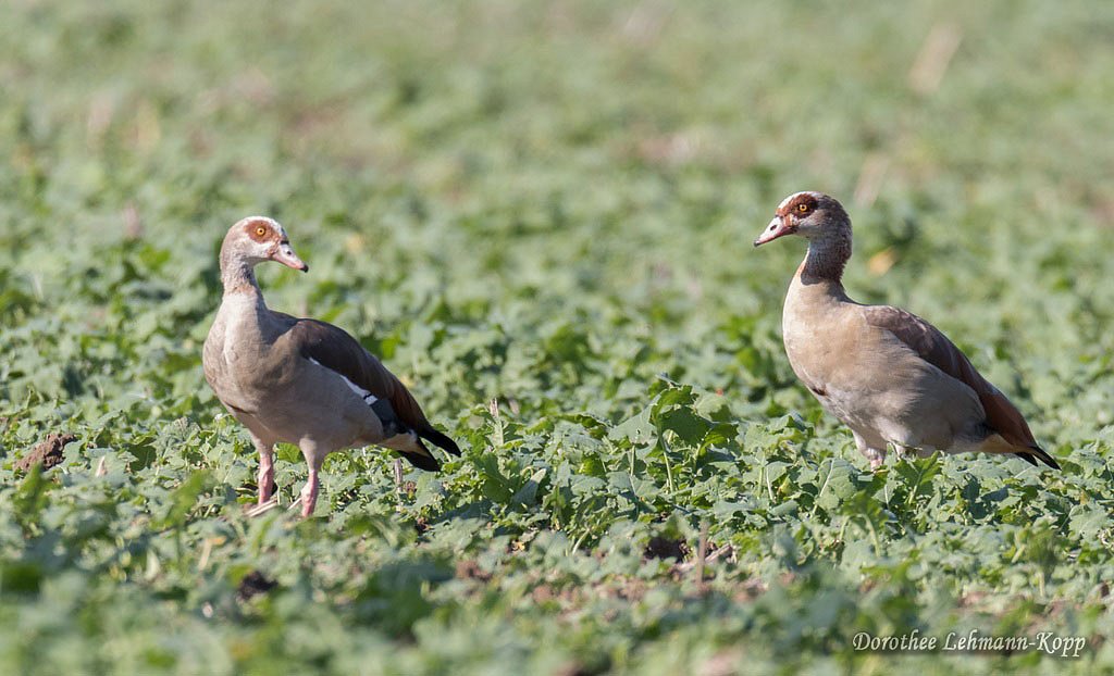 Nilgans