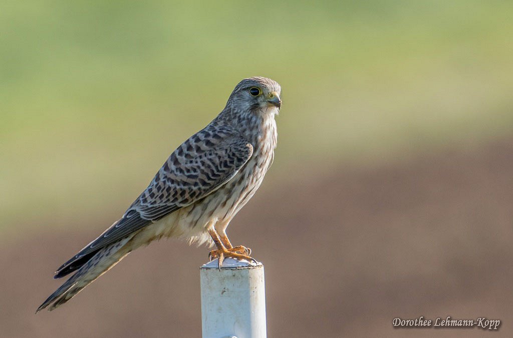 Turmfalke weiblich