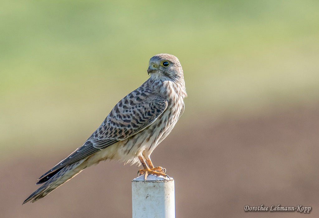 Turmfalke weiblich