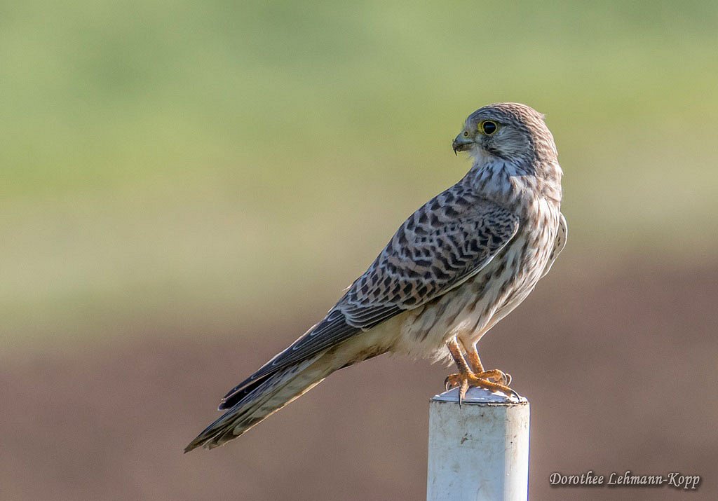Turmfalke weiblich