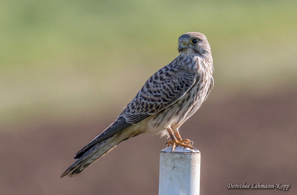 Turmfalke weiblich