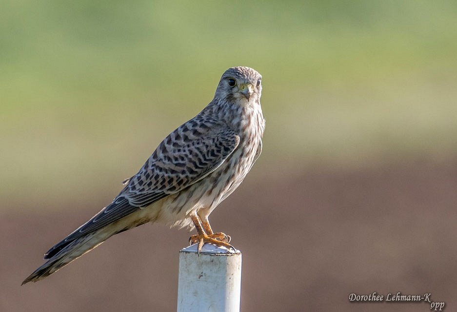 Turmfalke weiblich