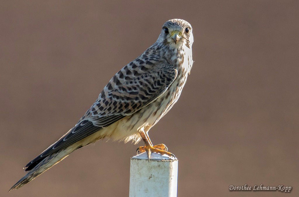 Turmfalke weiblich