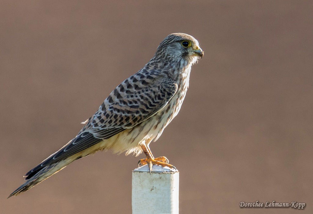 Turmfalke weiblich