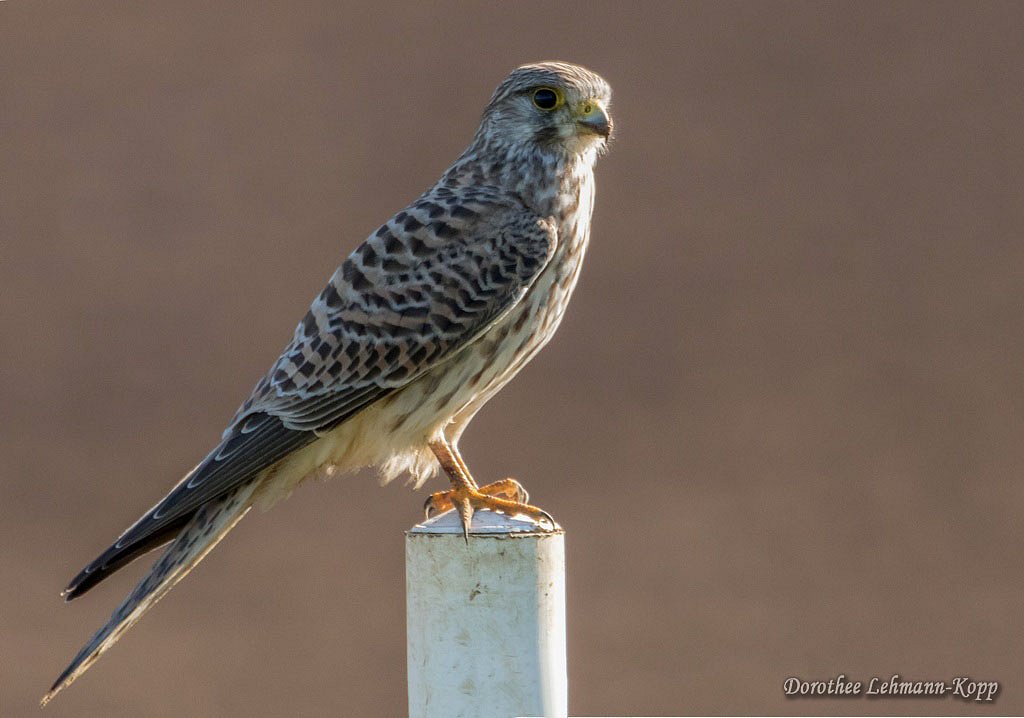 Turmfalke weiblich
