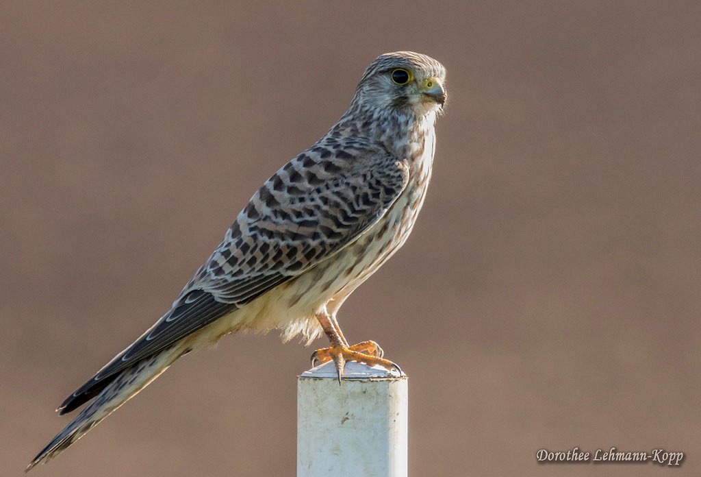 Turmfalke weiblich