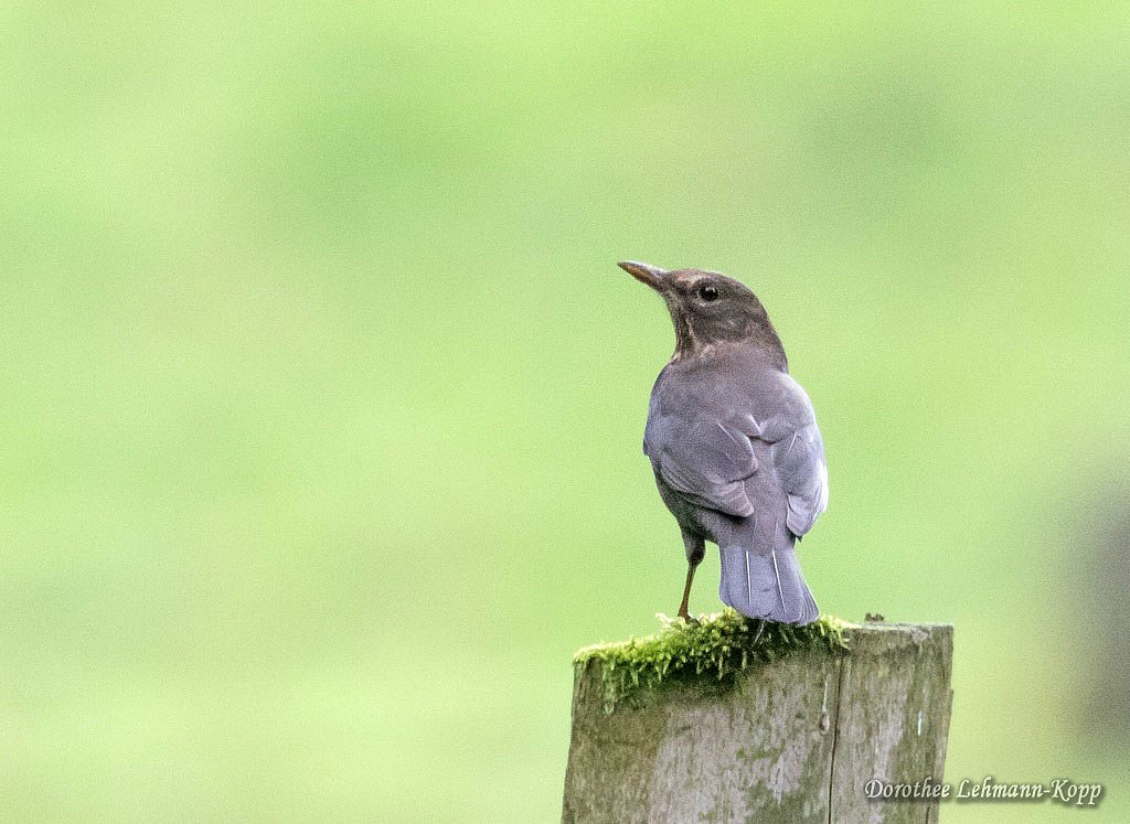 Weibliche Amsel mit fast hellgrauem Gefieder, Abelegbild