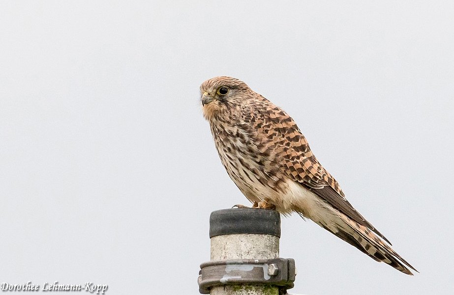 Turmfalke weiblich