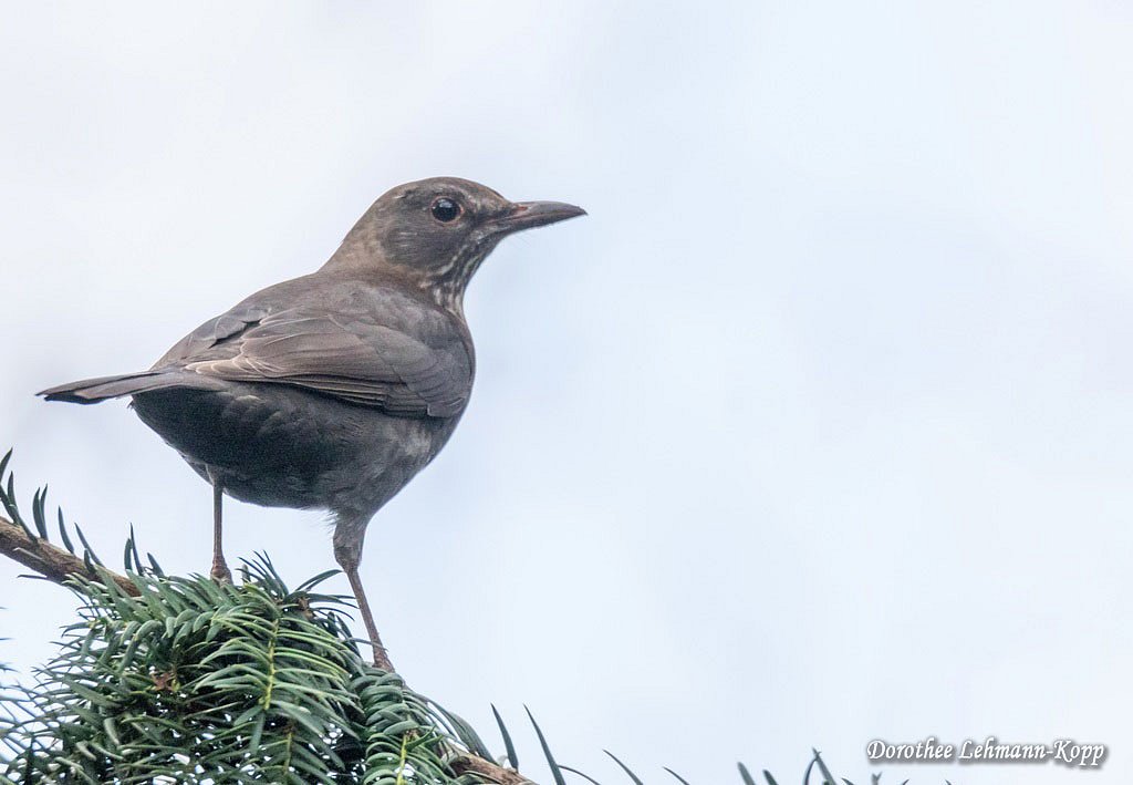 Amsel