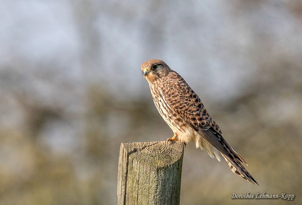 Turmfalke weiblich
