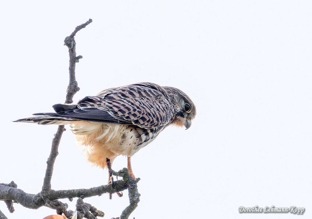 Turmfalke weiblich