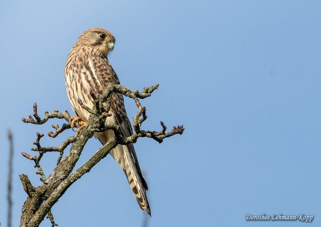 Turmfalke weiblich