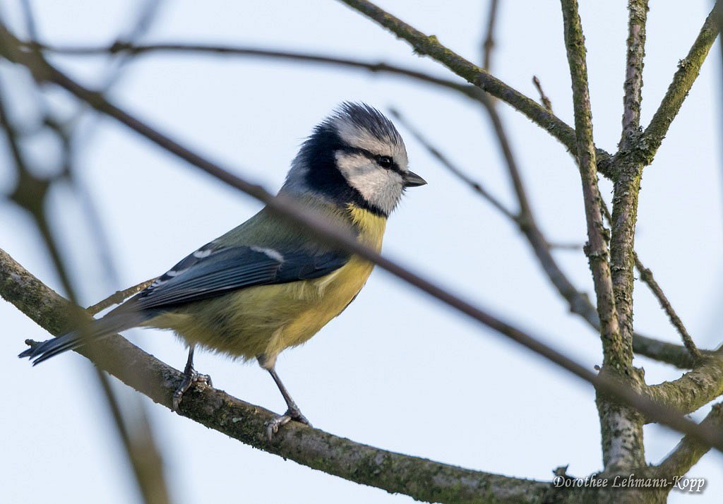 Blaumeise