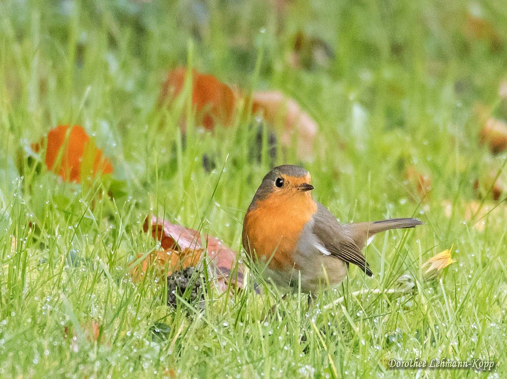 Rotkehlchen