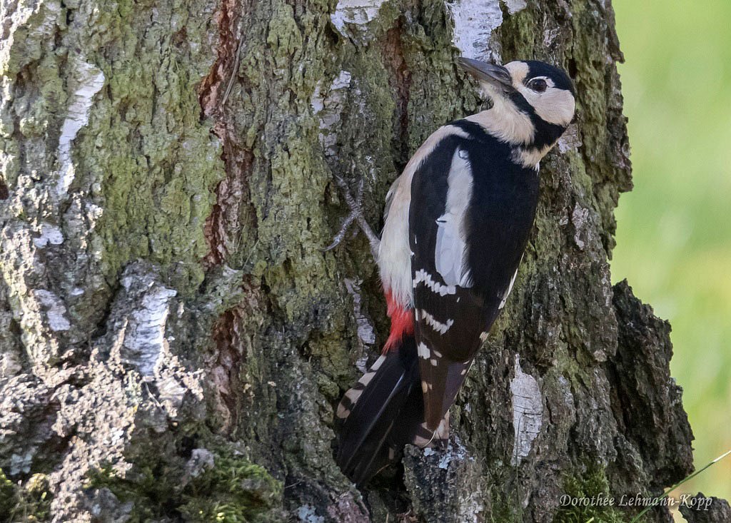 Buntspecht