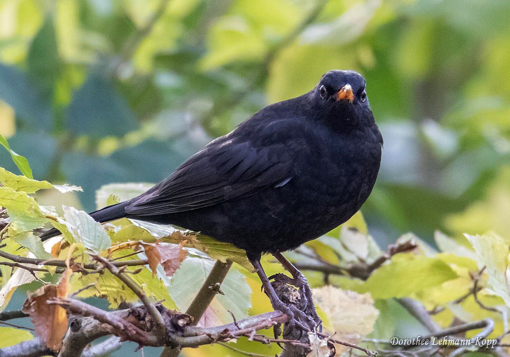 Amsel