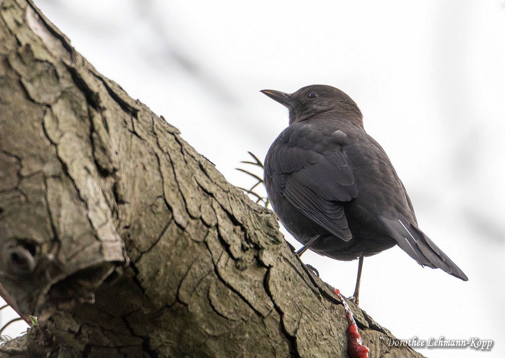 Amsel