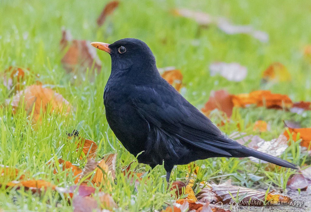 Amsel maennlich