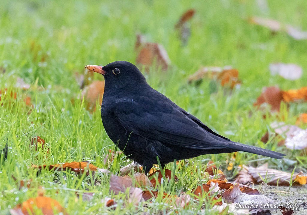 Amsel maennlich