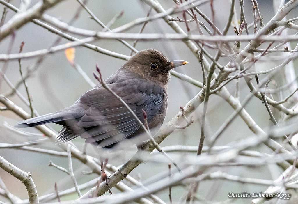 Amsel
