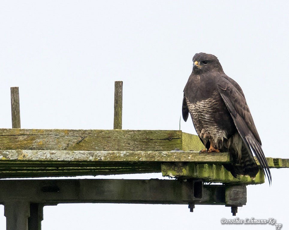 Bussard