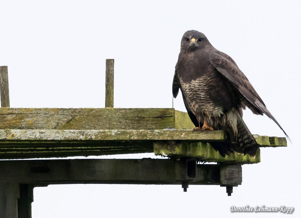 Bussard