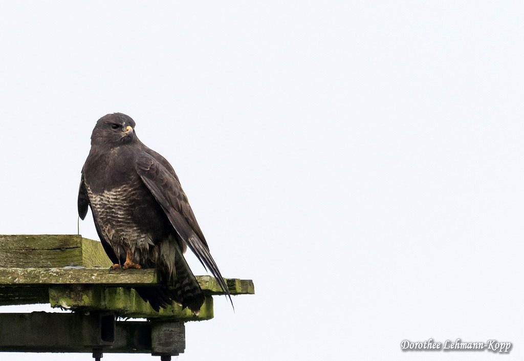 Bussard