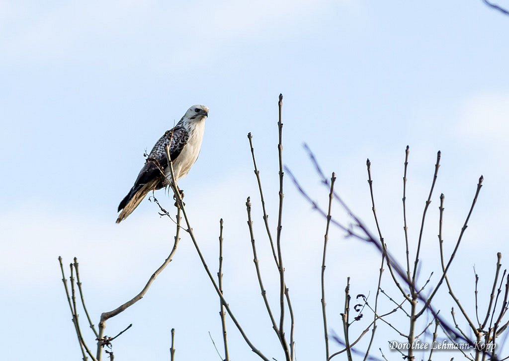 Bussard, weisse Morphe