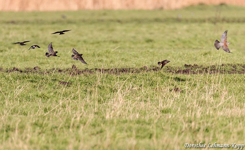 Stare jagen Wacholderdrossel